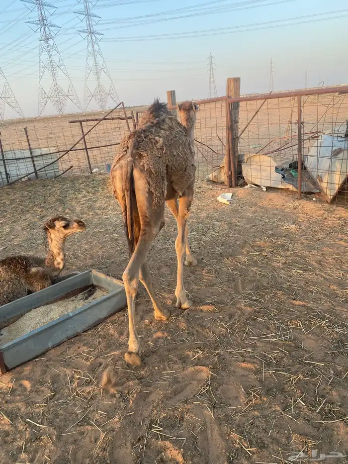 مفروده صفراء للبيع 5