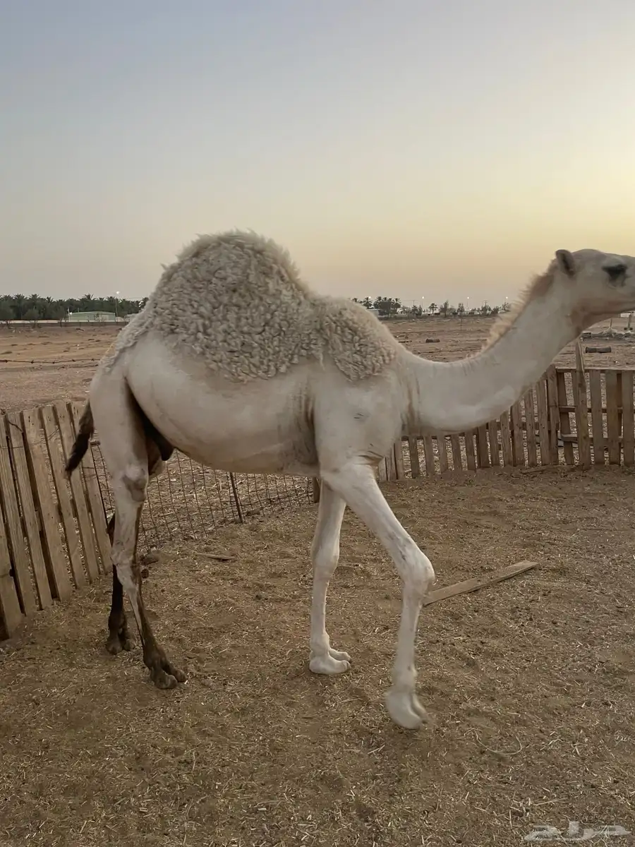 قعود اوضح 6