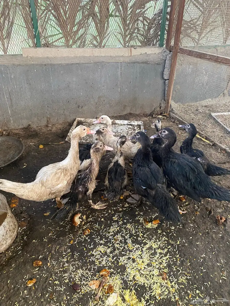 بط مصري 3