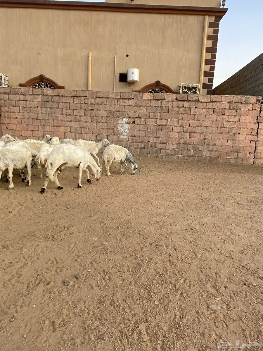 ضان متابيع ودفيع للبيع 1