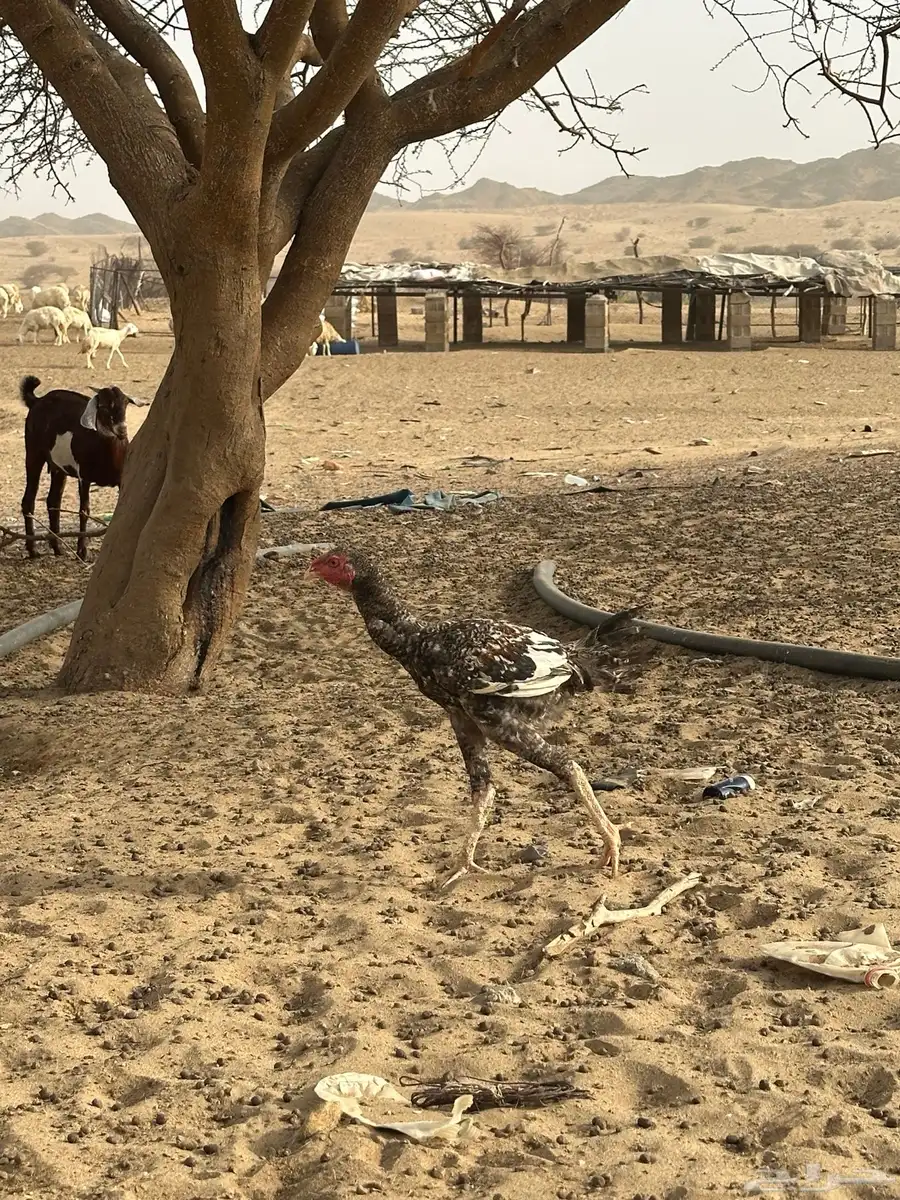 دجاج باكستاني 4