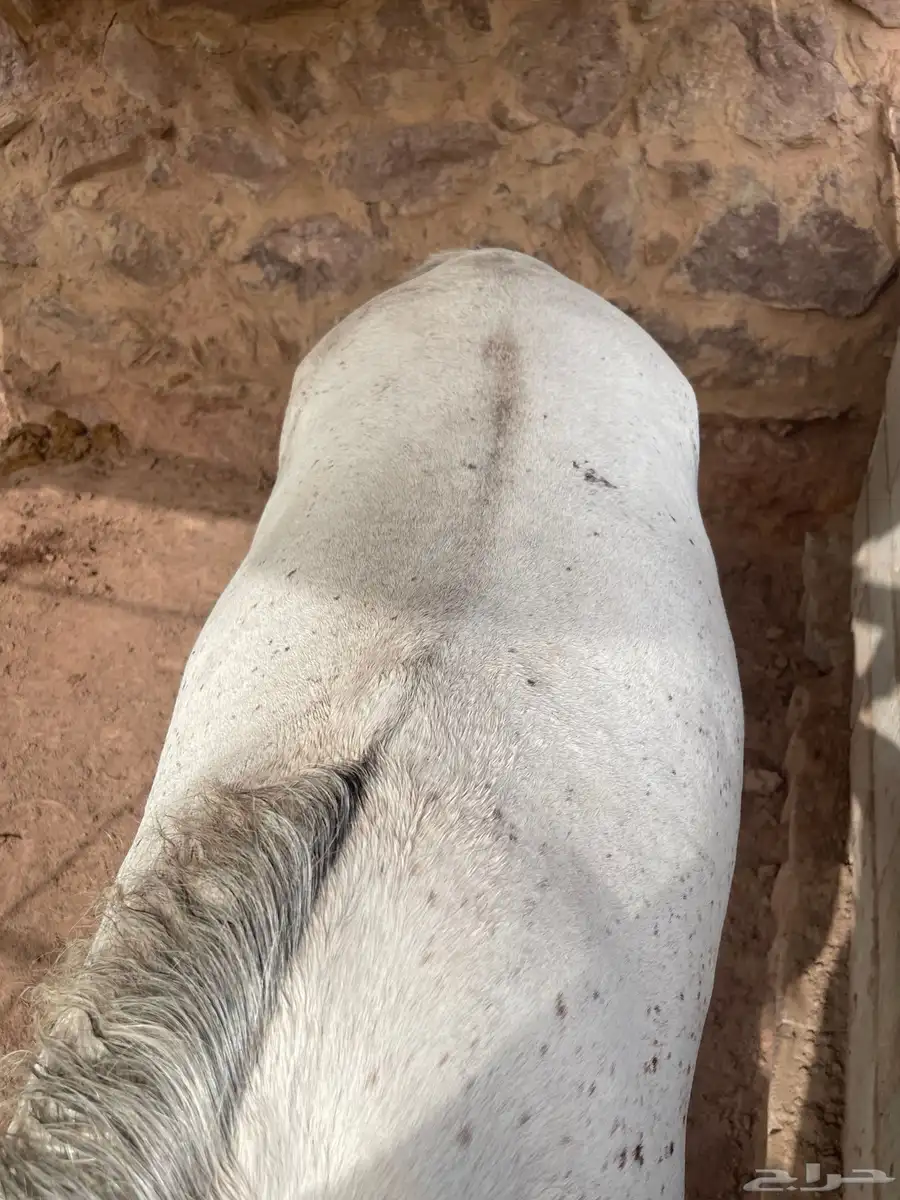 خيل 4