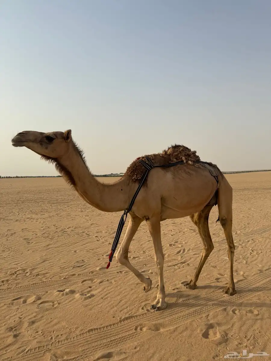 خلفه بكر تحتها قعود كفو شكل وسلاله 0