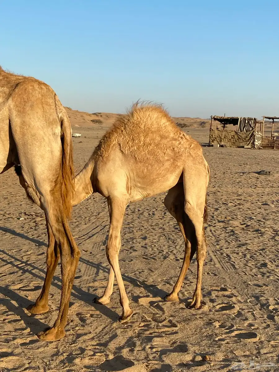 بكره جهل للبيع 1
