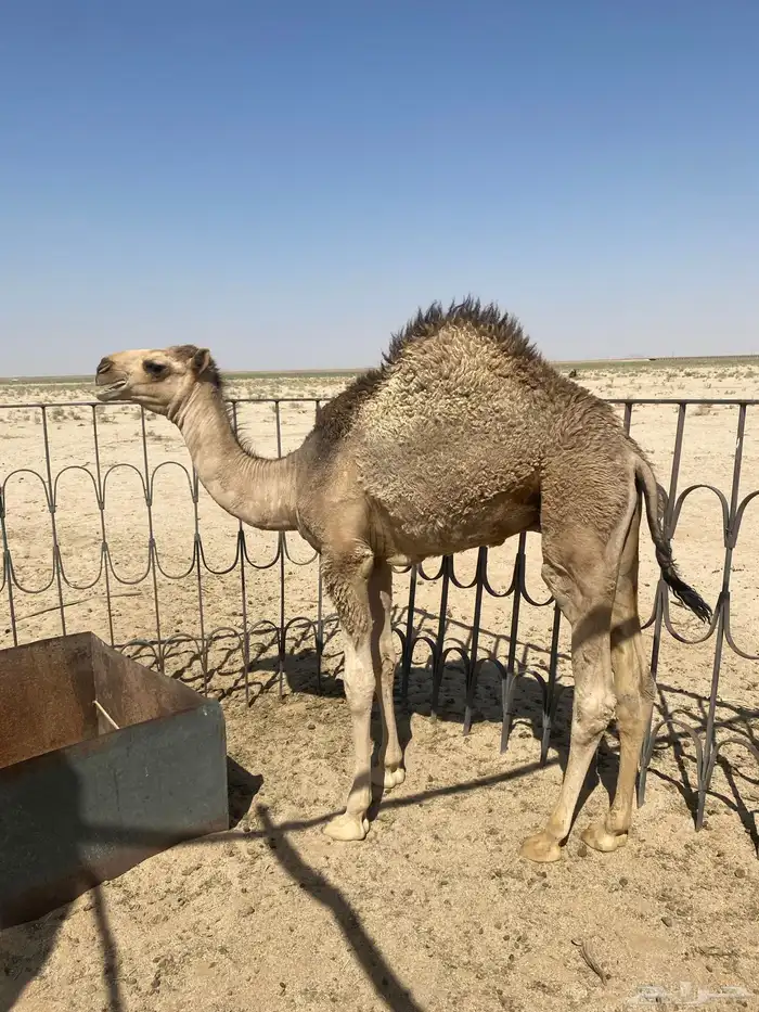 قعدان طيبه 4