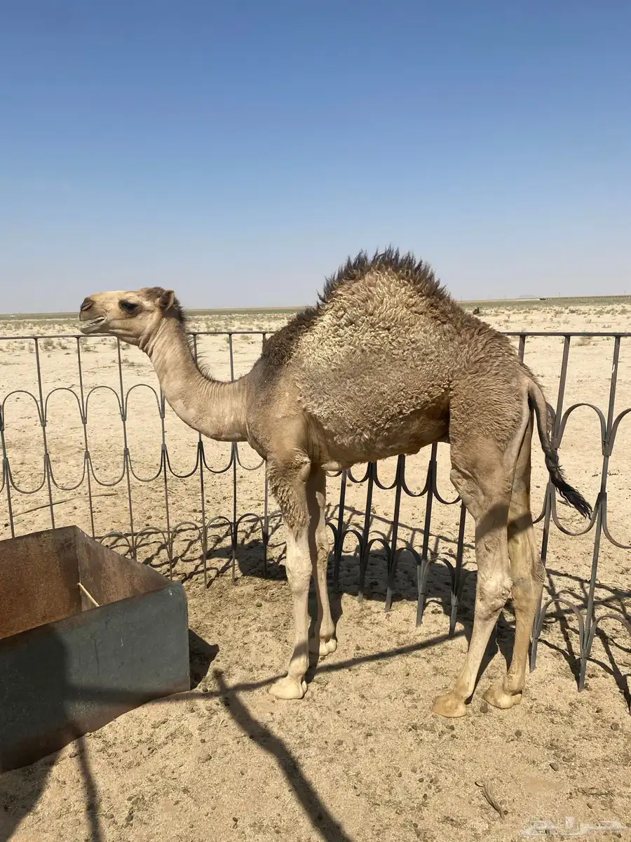 قعدان طيبه 4