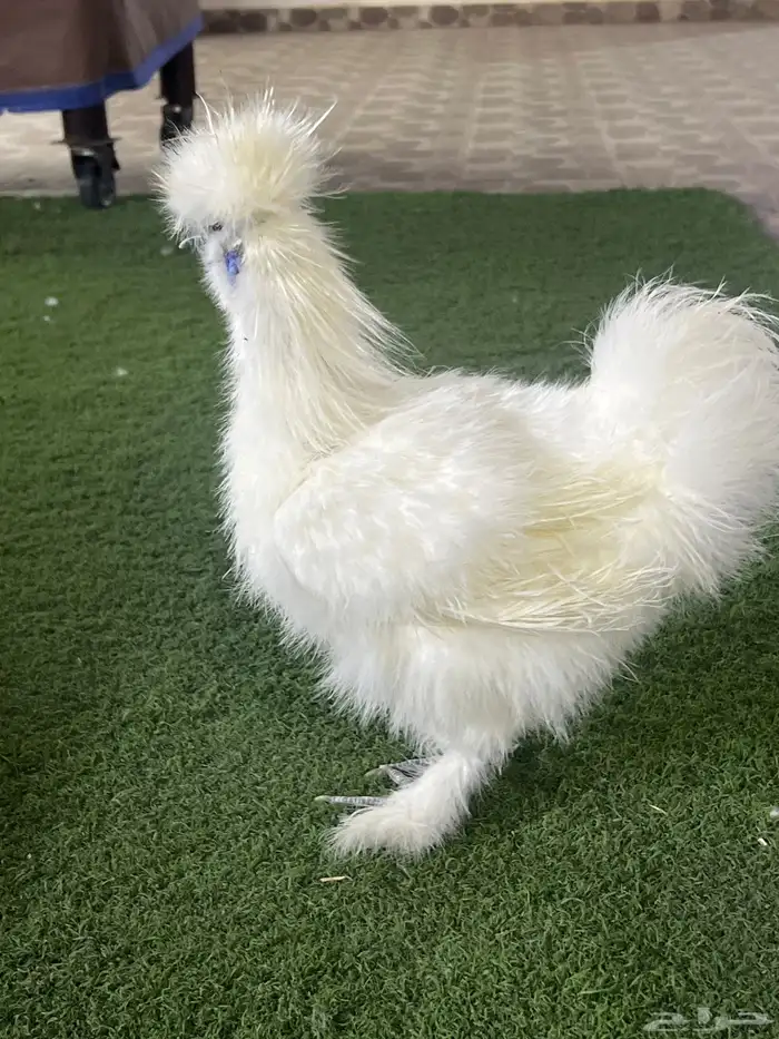 للبيع دجاج قطني اصل 3