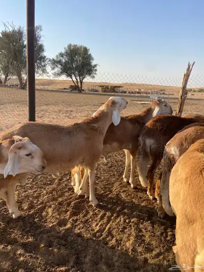 سواكن طيبه ( تم البيع ) 1