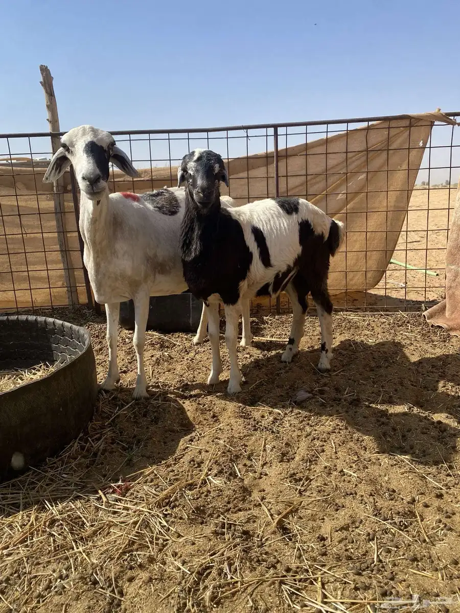 بربريه والد 3