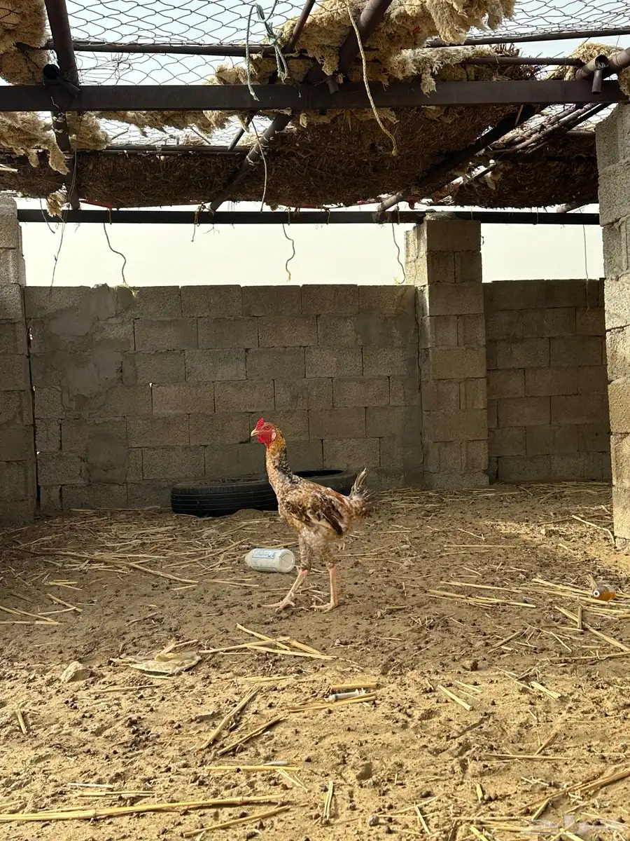 دجاج باكستاني 3