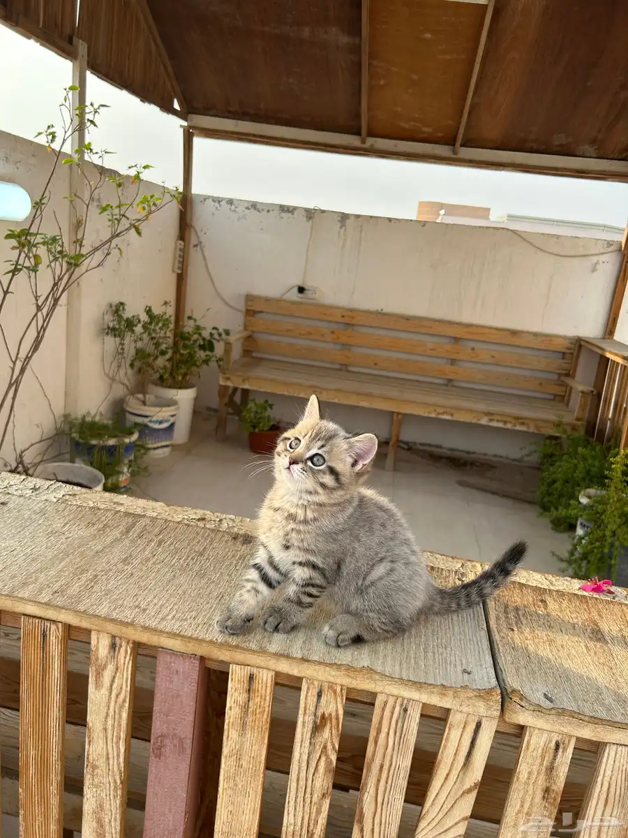 قطط كيتن سكوتش فولد وستريت شورت هيرللبيييع 10