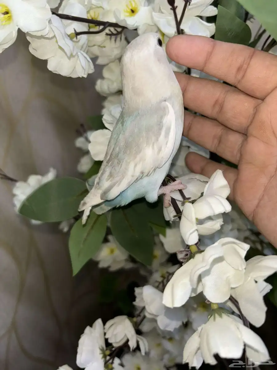 روز اليف مايعرف العض 2