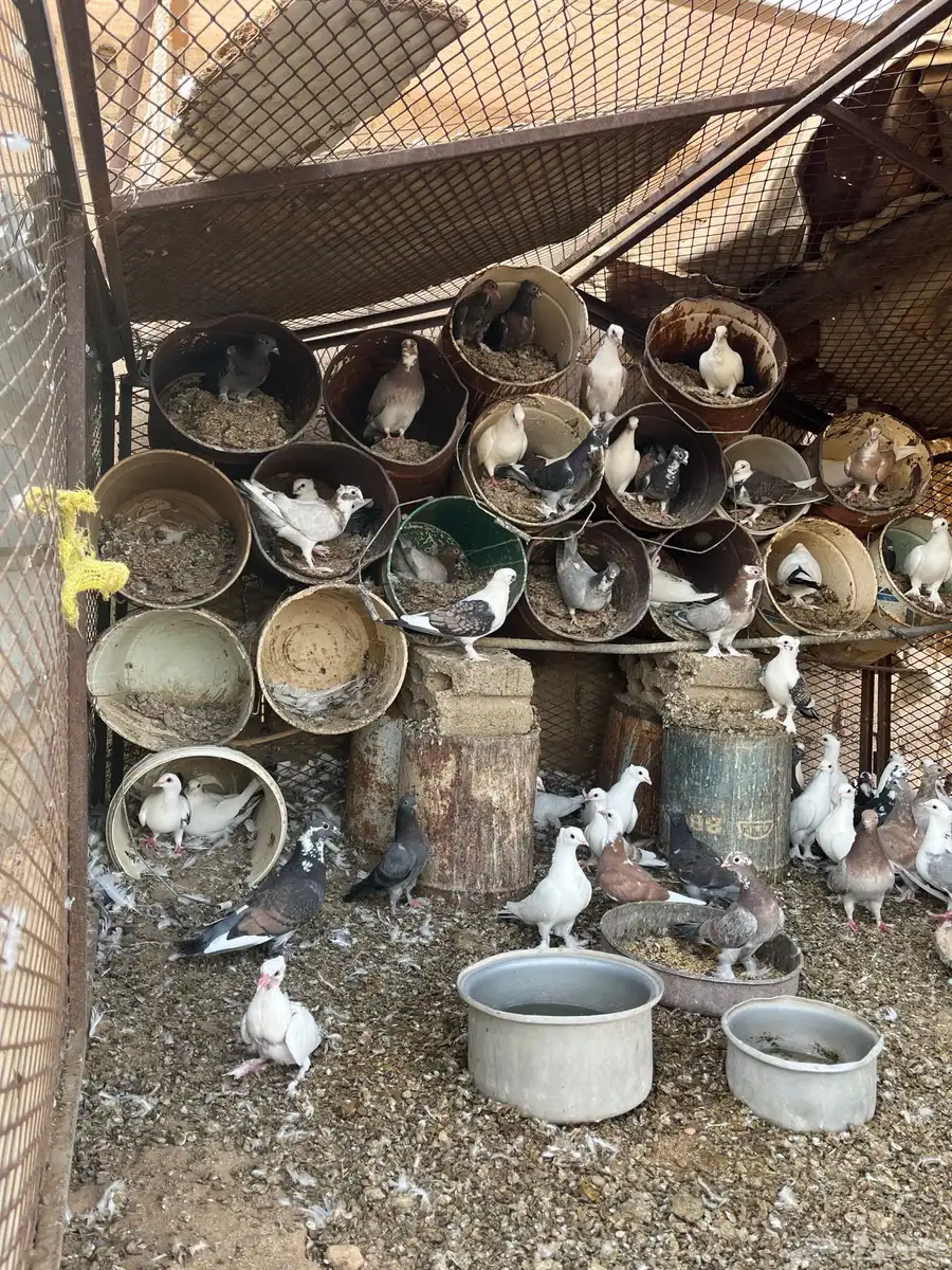 حمام 1