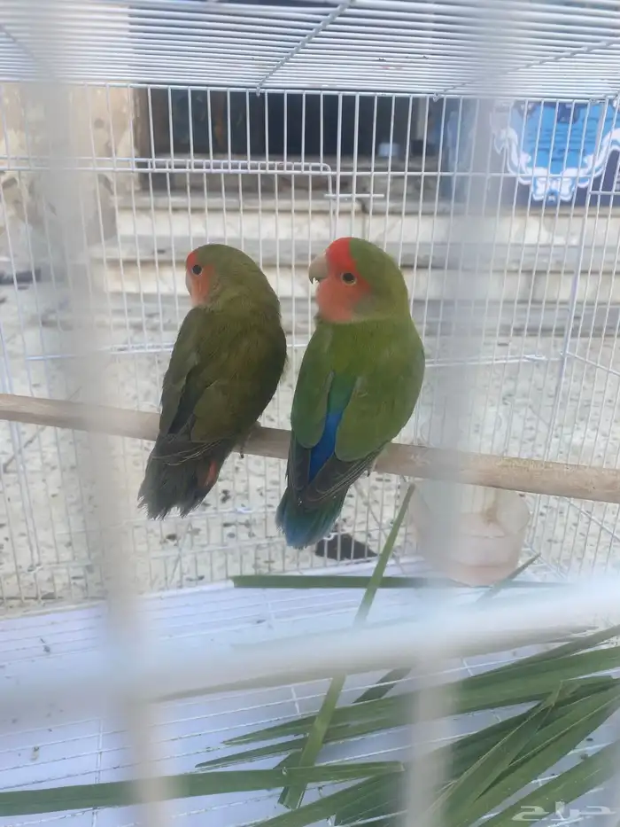 زوج روز منتج تم البيع 2