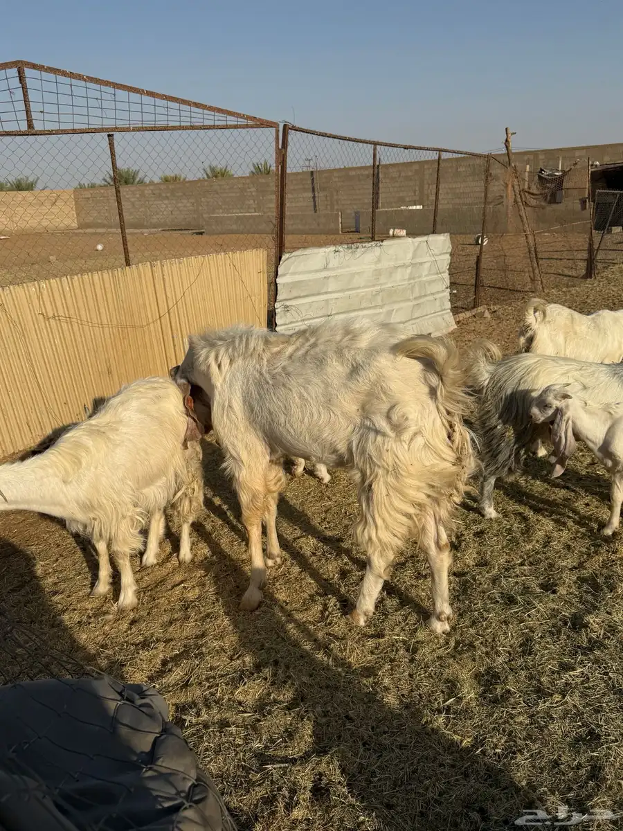 معزا طيبه للبيع 2