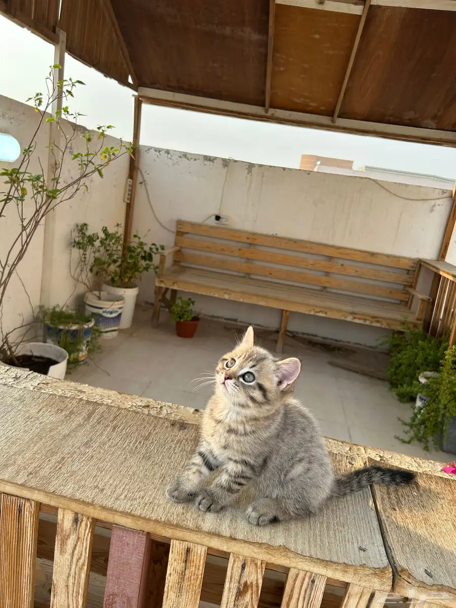 قطط كيتن سكوتش فولد وستريت شورت هيرللبيييع 15