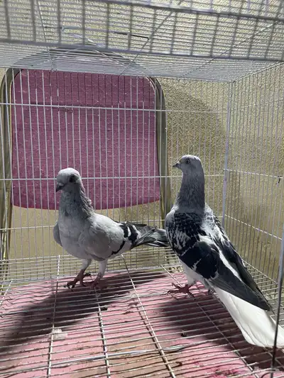 حمام شامي 3 اجواز (زوج دجي )(زوج مواردي )(زوج نوريات زرق) 7