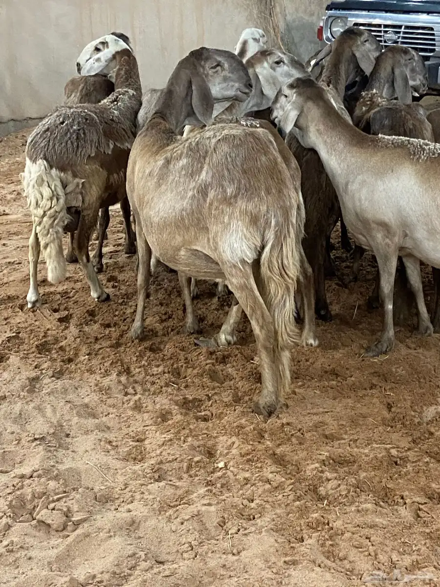 مراح سواكن 0