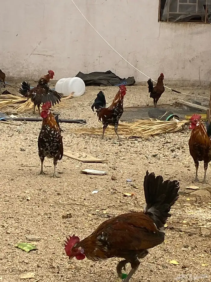 دجاج ماكنتوش العربي القديم 8