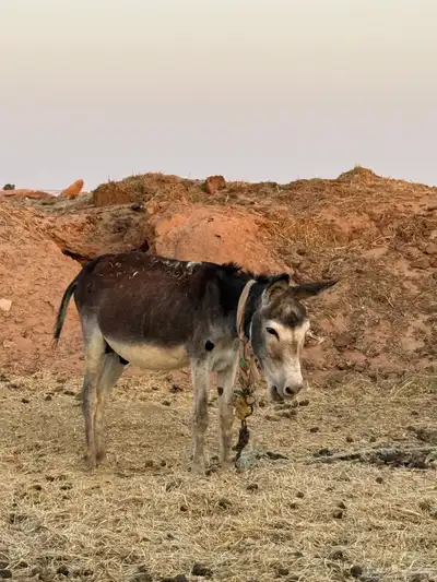 حمارين للبيع 1