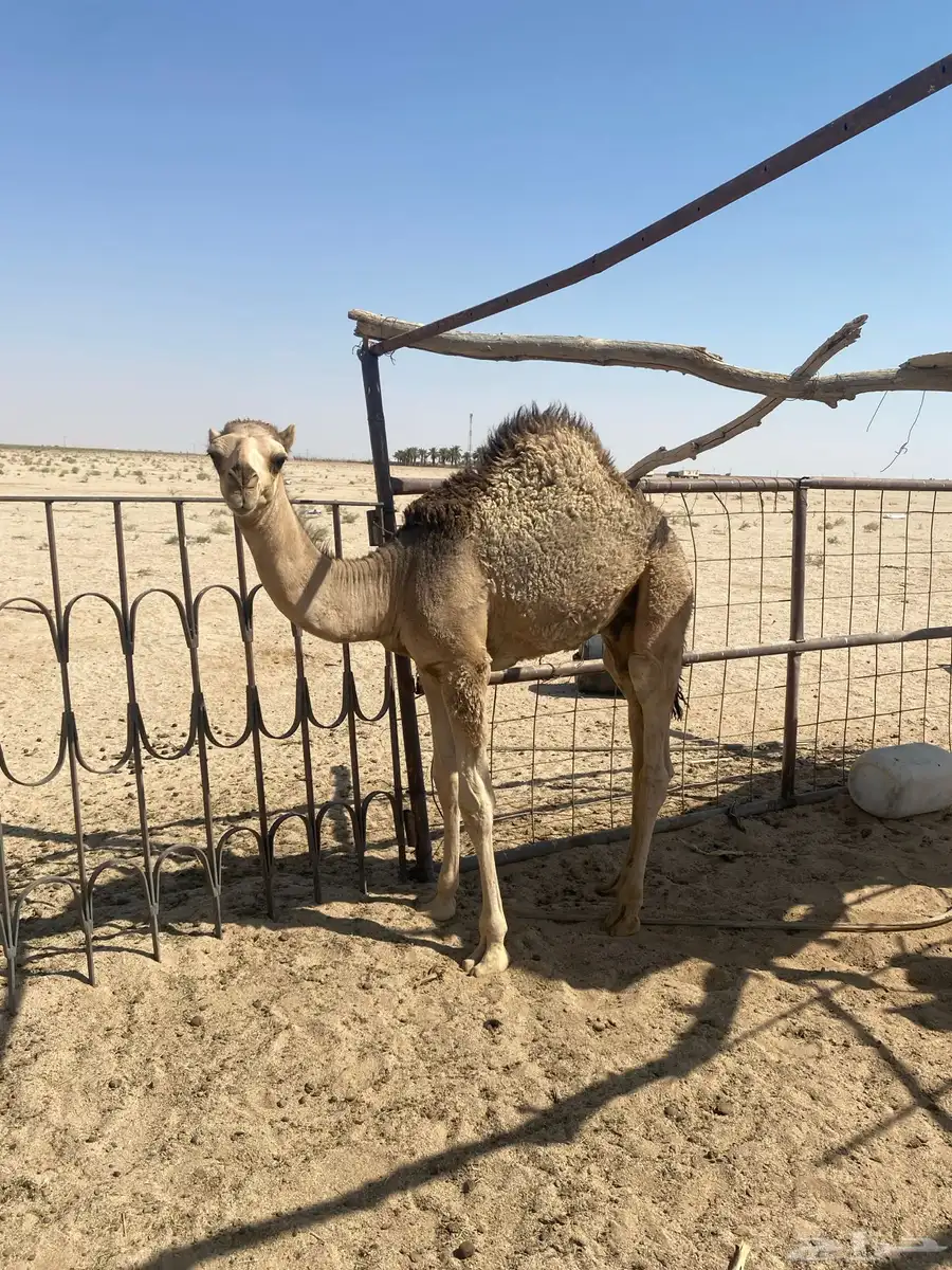 قعدان طيبه 5