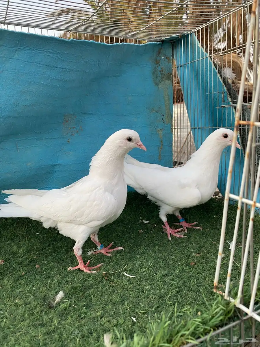 حمام 0
