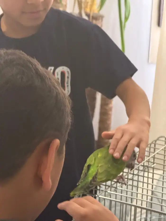 طير سينغالي هدد قمة في الولافة (تم البيع) (تم البيع) 6