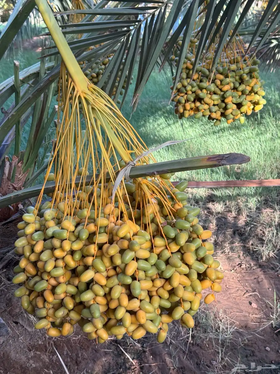 للبيع محصول تمور مزرعه كامل 3