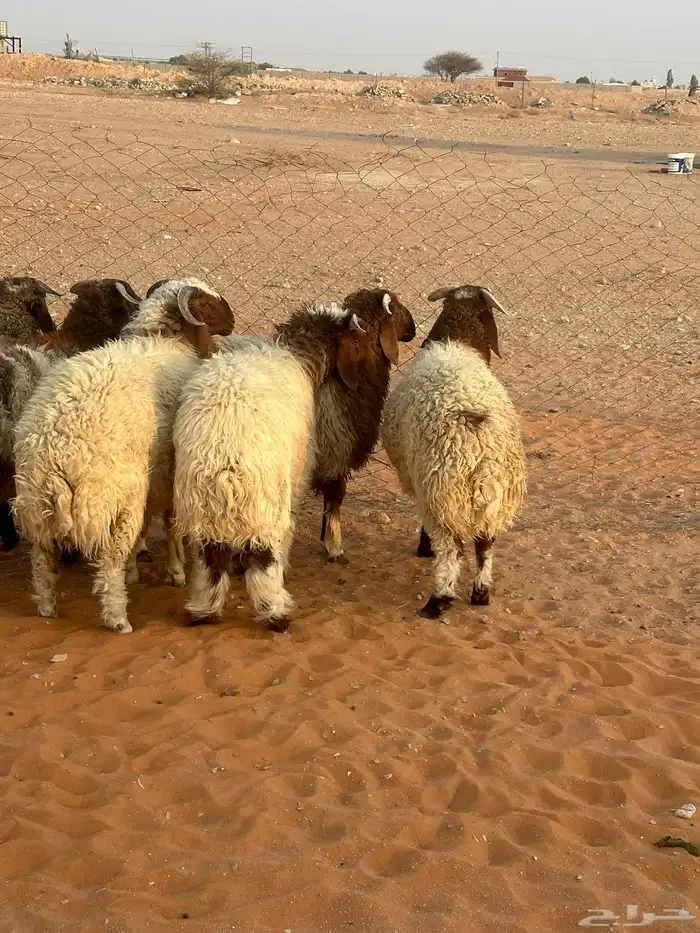 خرفان نعيم جبر 5
