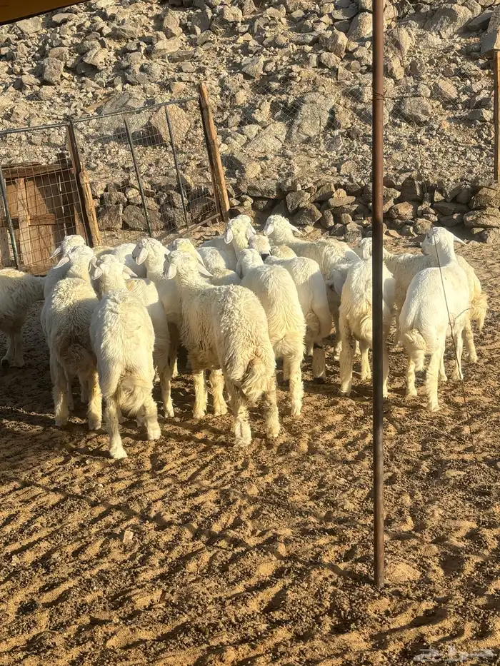 الشميسي طريف الخواجات 0