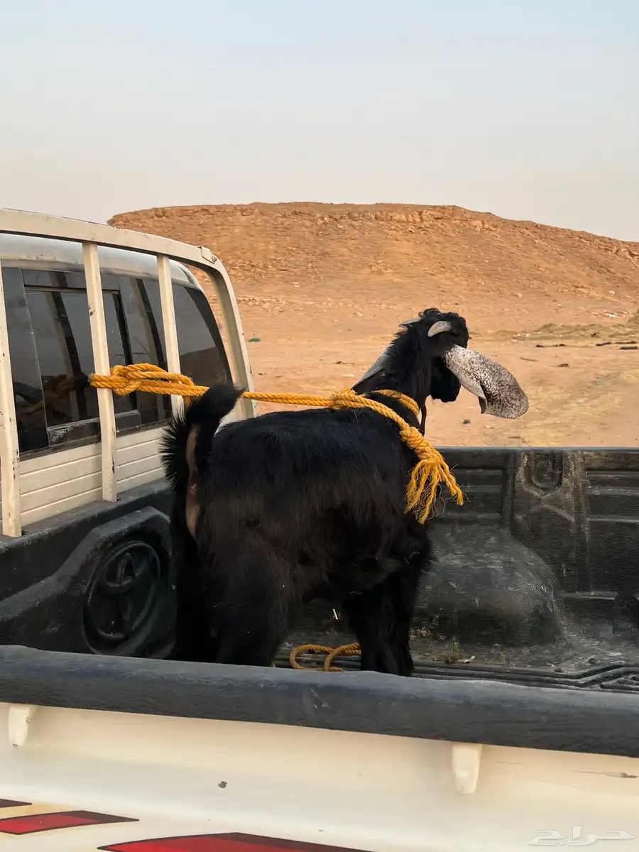 تيس ذبيحه للبيع 3