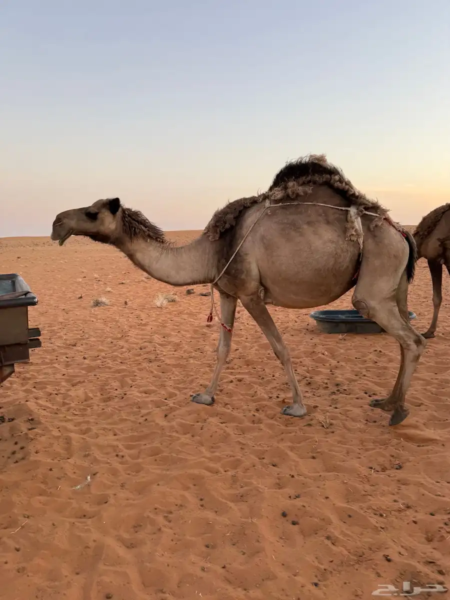 لقحه صفرا 0