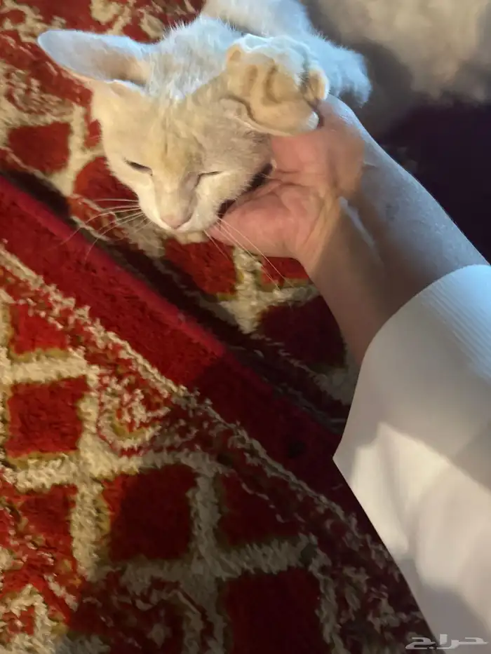 قطوه أليف للتبني لعوب الاسم مزنه العنايه غسيل كل جمعه فقط 1