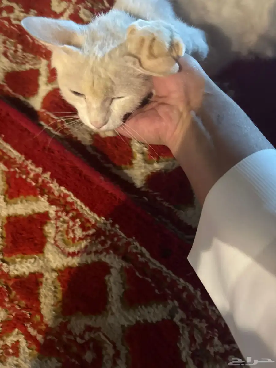 قطوه أليف للتبني لعوب الاسم مزنه العنايه غسيل كل جمعه فقط 1