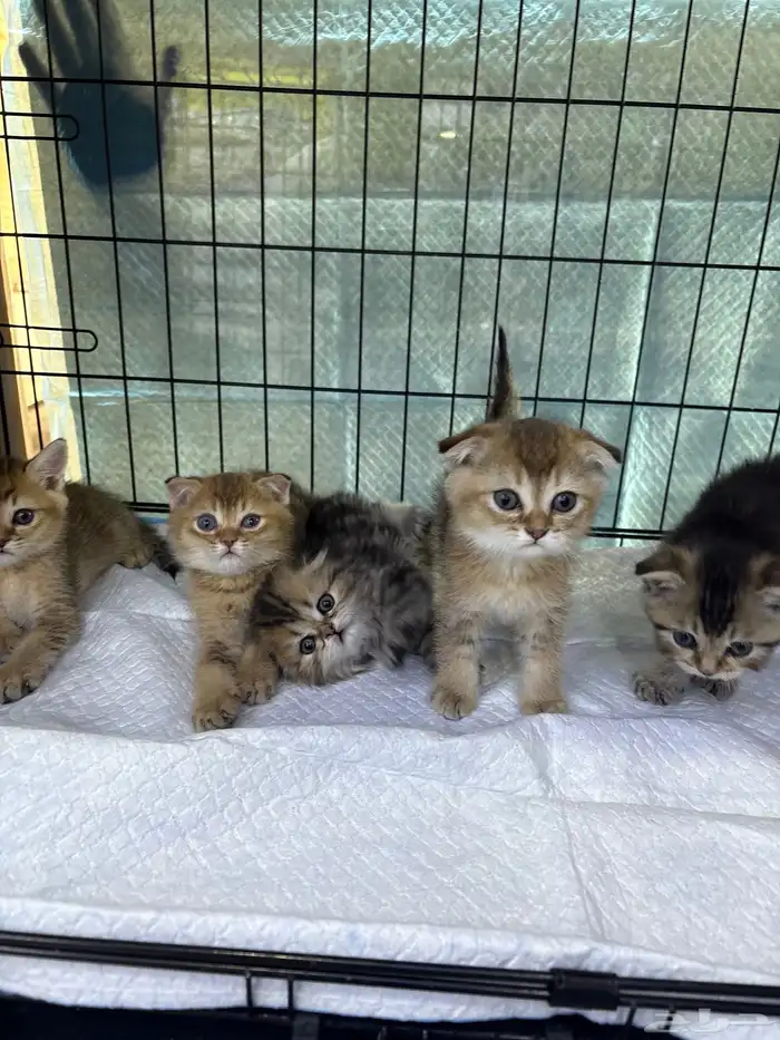 قطط اسكوتش فولد 1