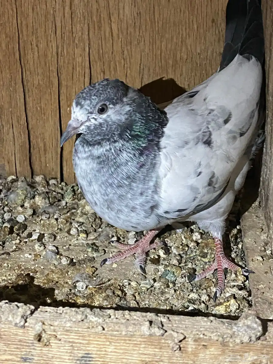 طبات باكستاني 31