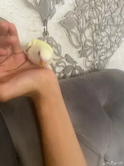 فرخ روز اليف نهاية غر 2