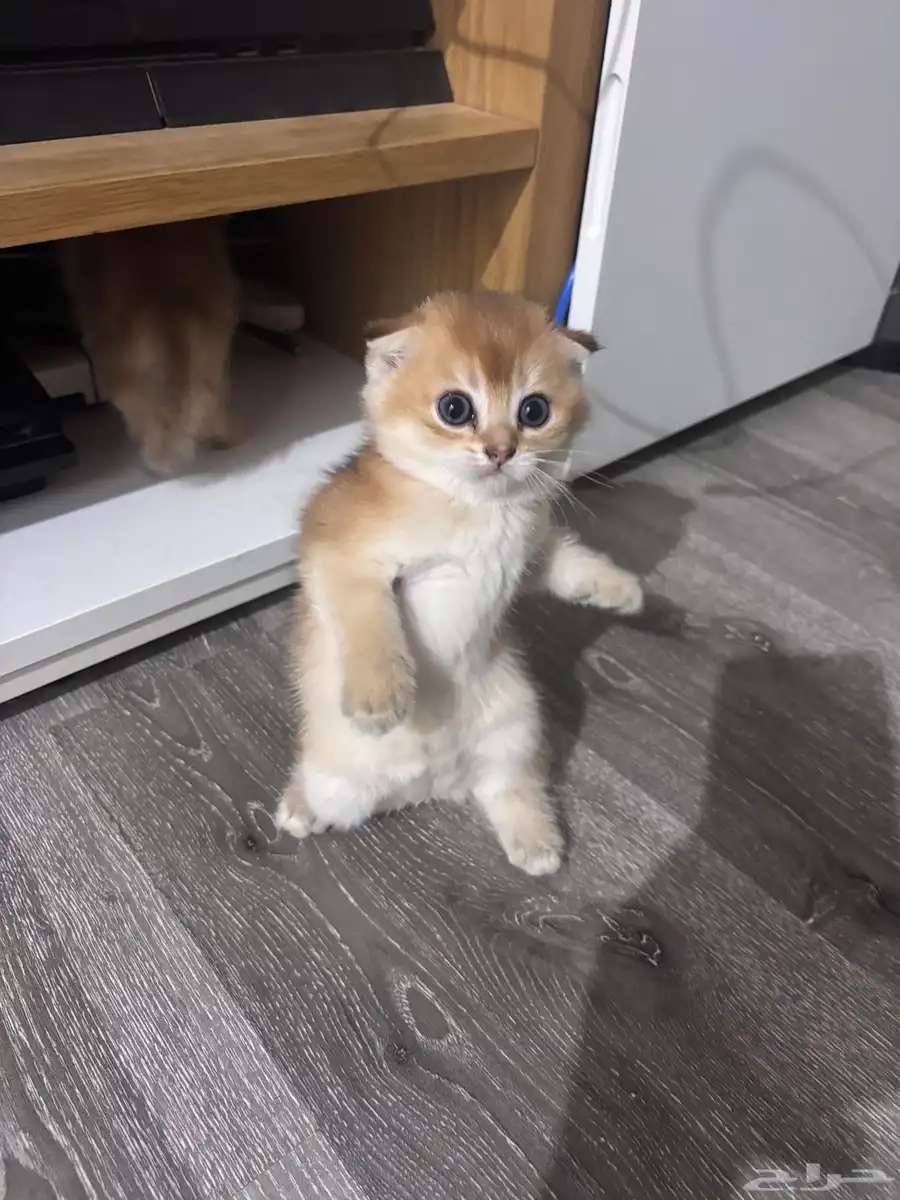 قطط سكوتش 6