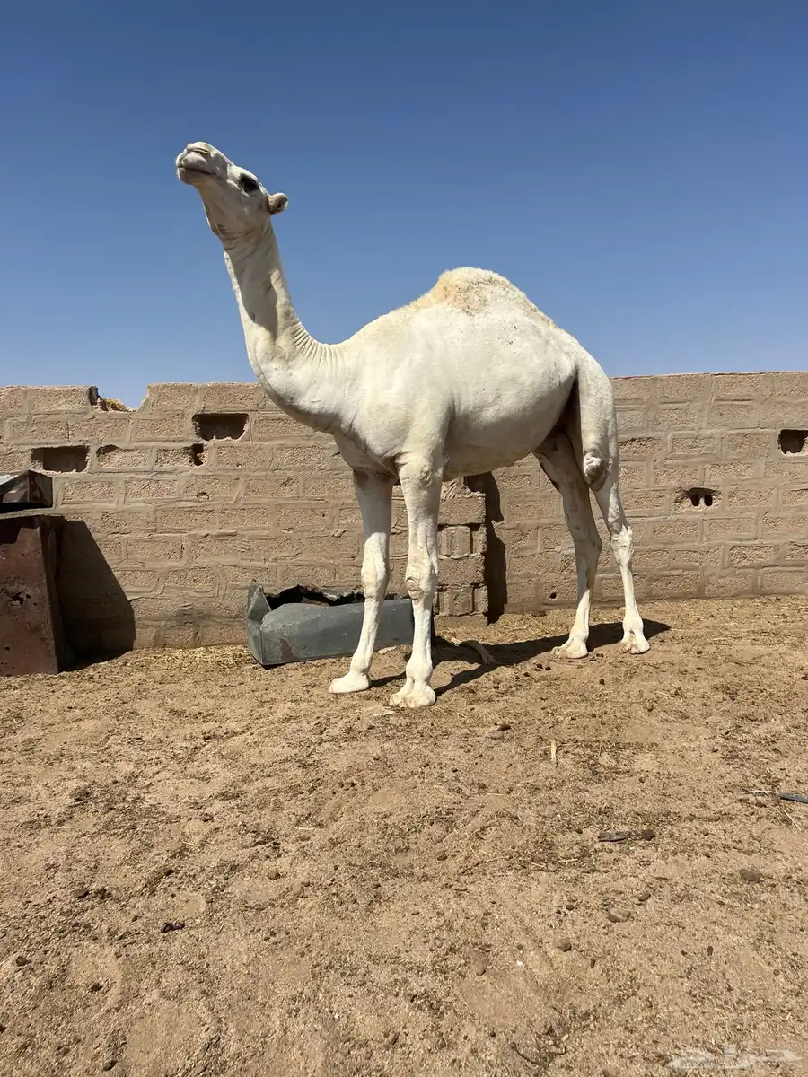 قعود اوضح طيب 0
