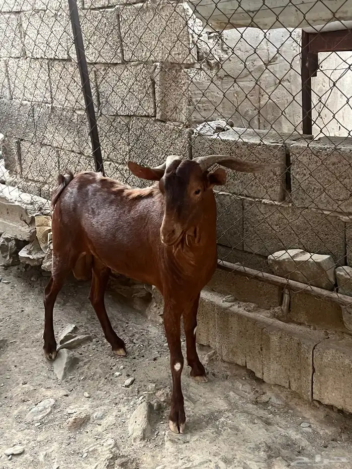 تيس مشروط 2