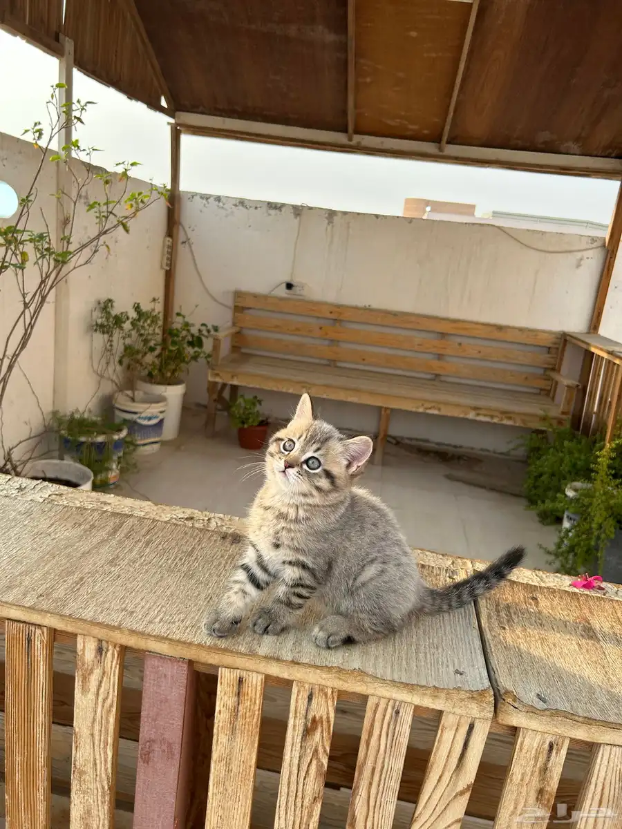 قطط كيتن سكوتش فولد وستريت شورت هيرللبيييع 26