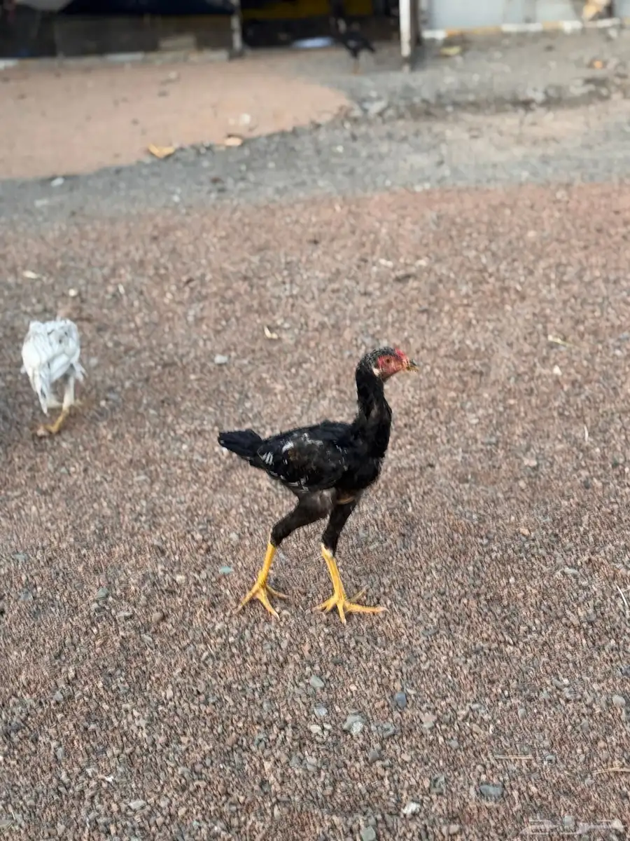 صوص باكستاني اصيل 48