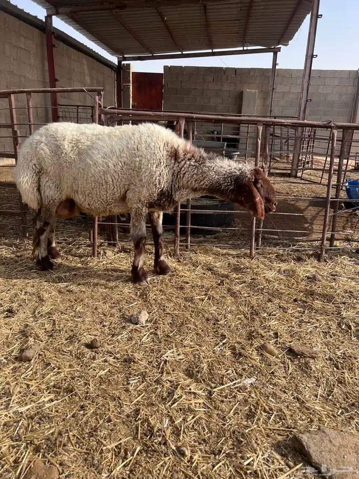 نعجه طيبه 0