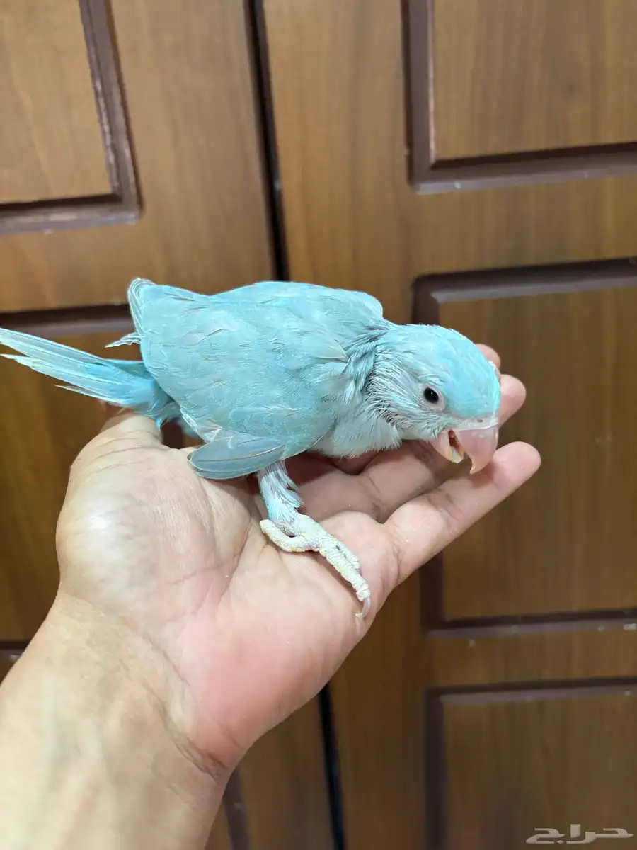 فروخ دره نيبالي و هولندي 4