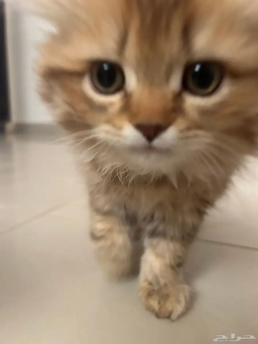 قطط 1