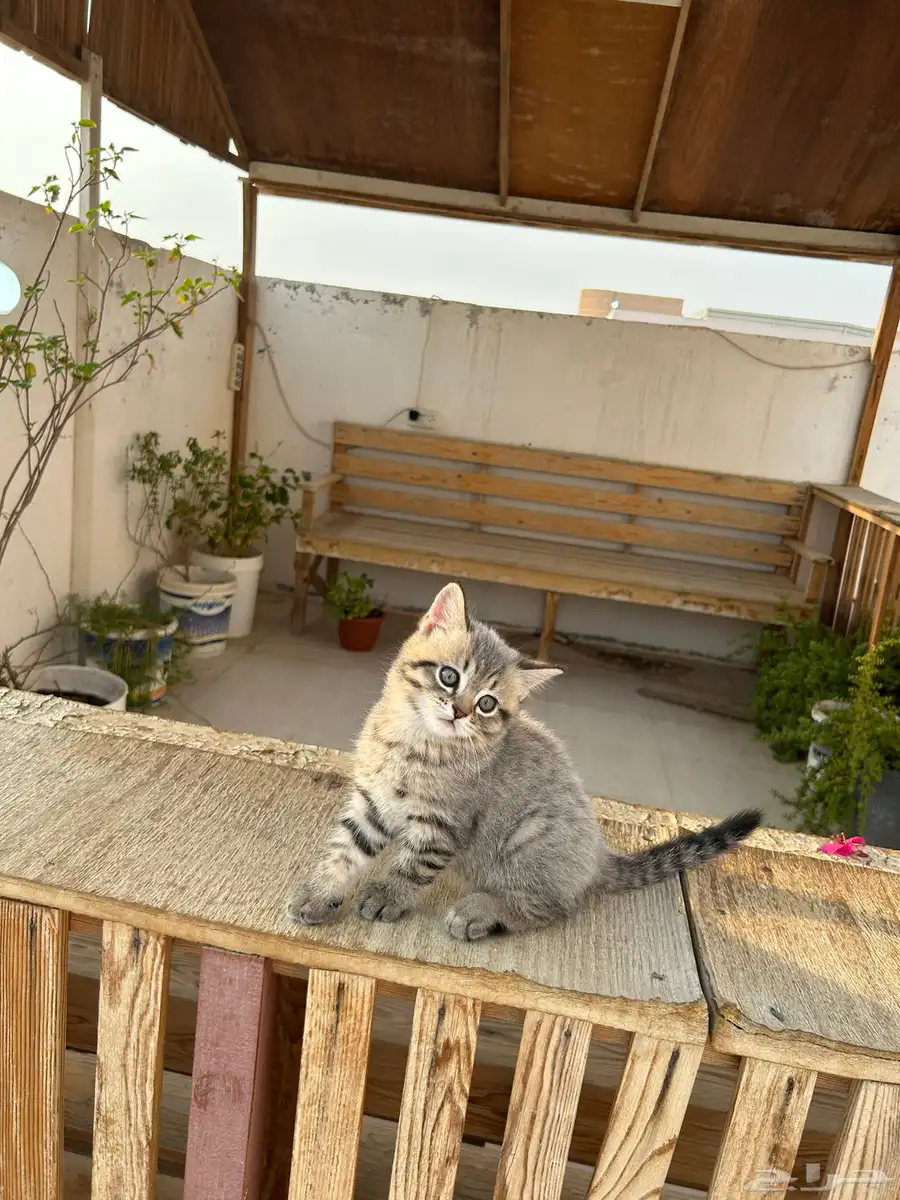 قطط كيتن سكوتش فولد وستريت شورت هيرللبيييع 11