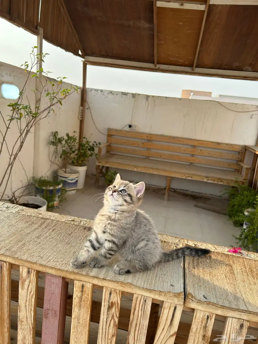 قطط كيتن سكوتش فولد وستريت شورت هيرللبيييع 17