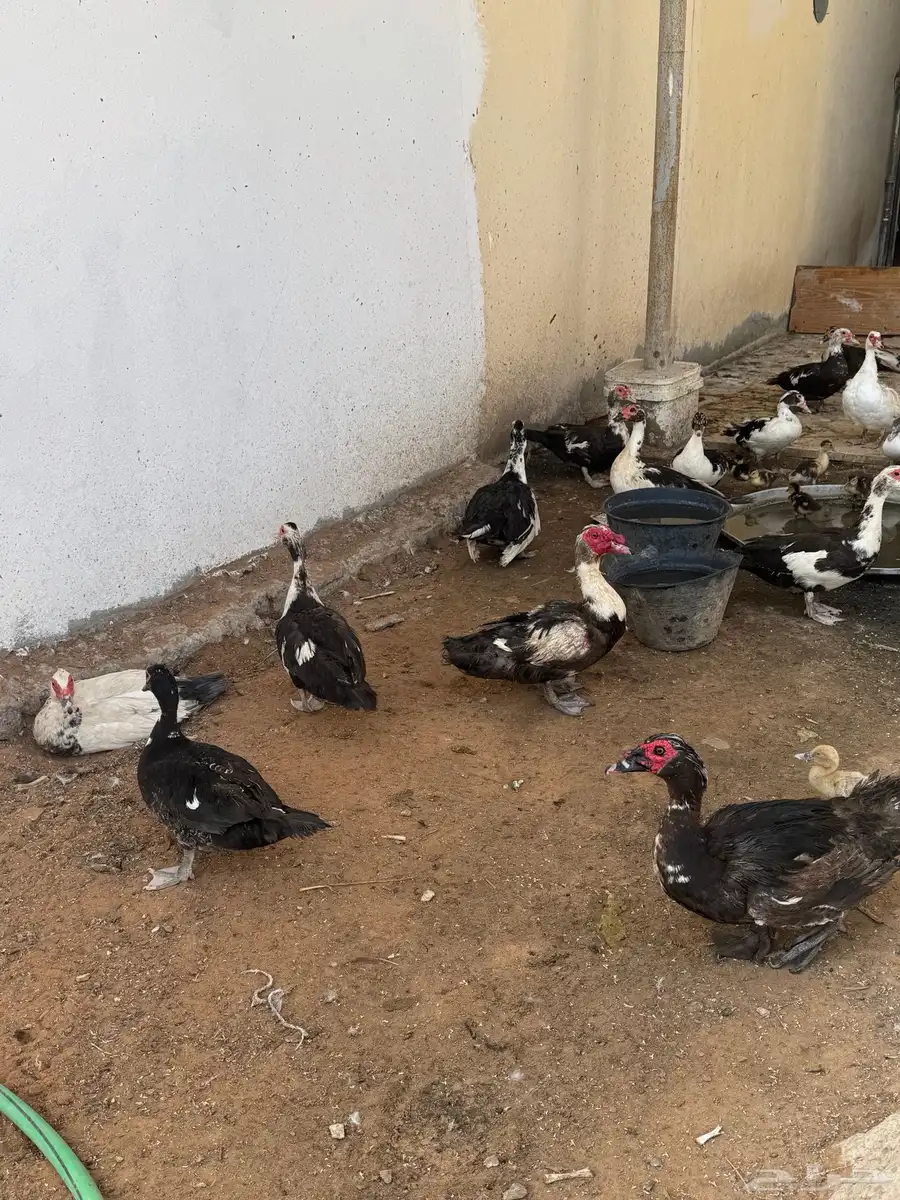 ( عروض وخصومات ) بط مسكوفي وحمام بلدي للبيع بالخرج حياكم 11
