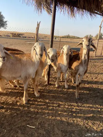 سواكن طيبه ( تم البيع ) 0