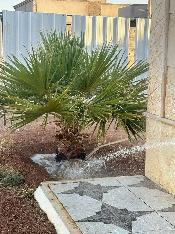 نخل واشنطني 0